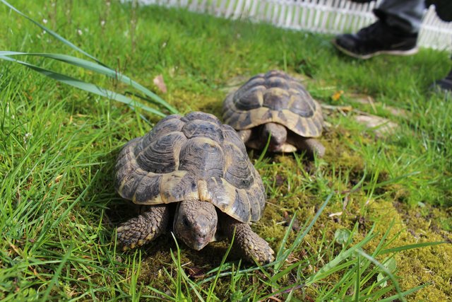 „Spike“ und „Leonardo“ sind wieder da - obwohl 
sie eigentlich nie weg waren