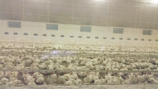 35.000 Masthähnchen befinden sich in dem Stall in Sprötze
