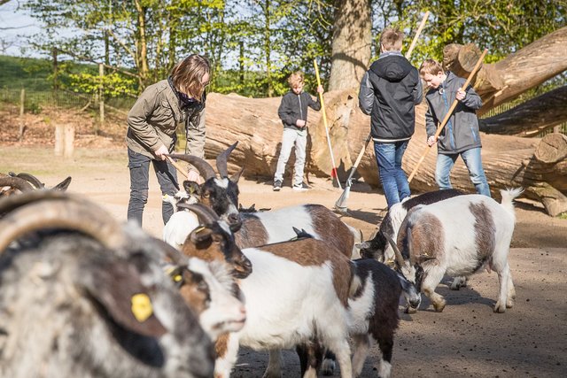 Zukunftstag im Wildpark: Beim Reinigen des Ziegengeheges gingen vor allem die Jungs beherzt zur Sache. Die Mädchen mussten ab und zu eine Streichelpause einlegen | Foto: Wildpark/Thomas Ix