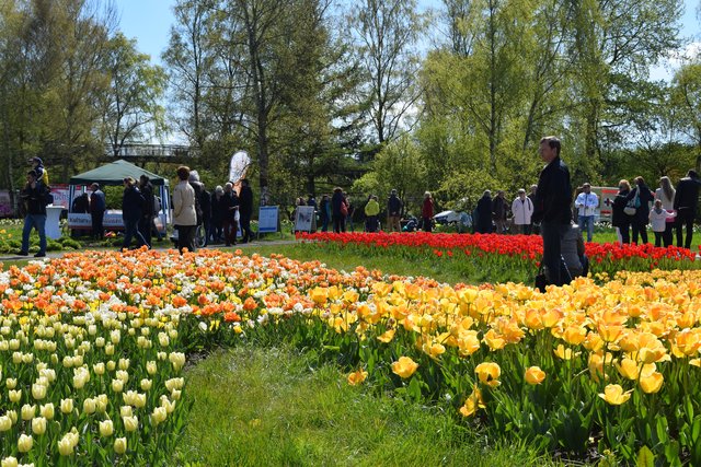 Impressionen: 11. Winsener Tulpenfest