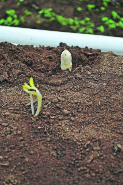 Weißer Spargel wächst unter der Erde und wird gestochen, sobald sein Kopf die angehäufte Erde durchbricht. | Foto: bim