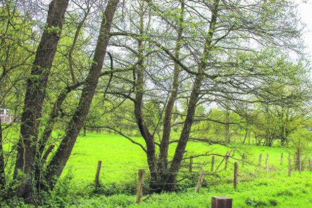 Schützenswert: die Este in Hollenstedt
