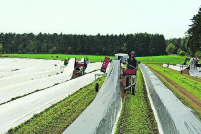Sechs Helfer ernten den Spargel