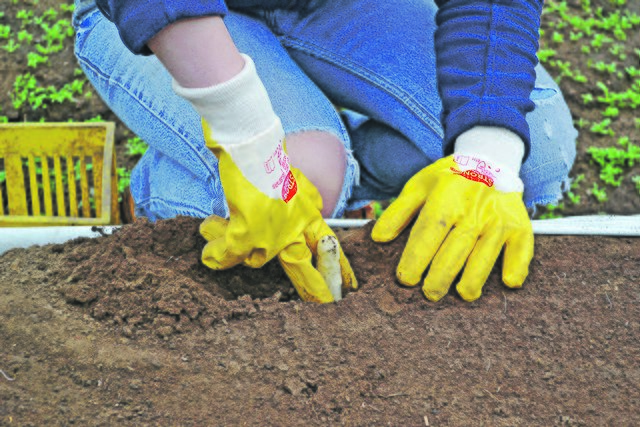 Mit zwei Fingern wird der Spargel vor dem Stechen von etwas Erde befreit