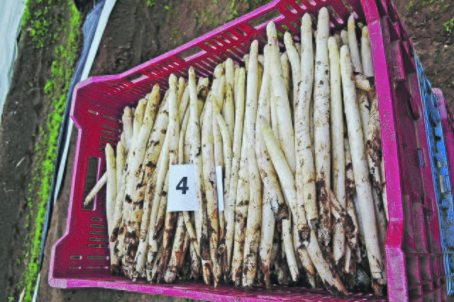 Frisch gestochener Spargel