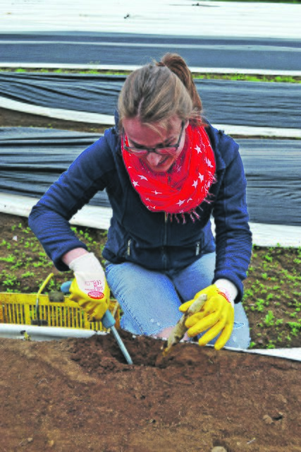 Vorsichtig zieht Volontärin Anke Settekorn den Spargel aus der Erde