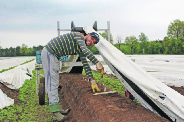 Profis wie Seval 
stechen bis zu 100 Kilo Spargel am Tag