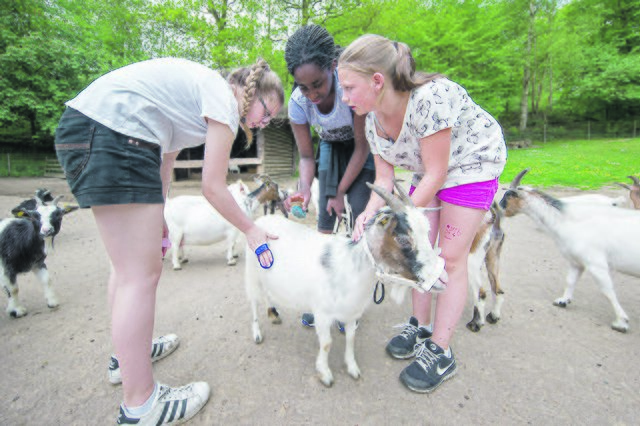 Wie zäumt man eine Ziege auf? Ganz behutsam gehen die
Schüler der Wildpark AG dabei vor | Foto: Wildpark/Thomas Ix