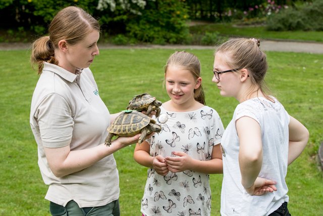 Männchen oder Weibchen? Im Klassenzimmer unter freiem
Himmel lernen die Schüler der Wildpark AG am lebenden
Objekt | Foto: Wildpark/Thomas Ix
