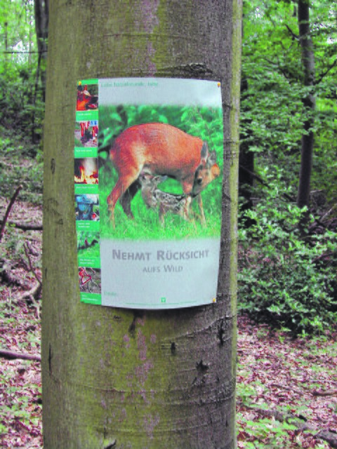 Die Jägerschaft mahnt Waldbesucher mit Hund zur Rücksichtnahme auf WIld während der Setzzeit