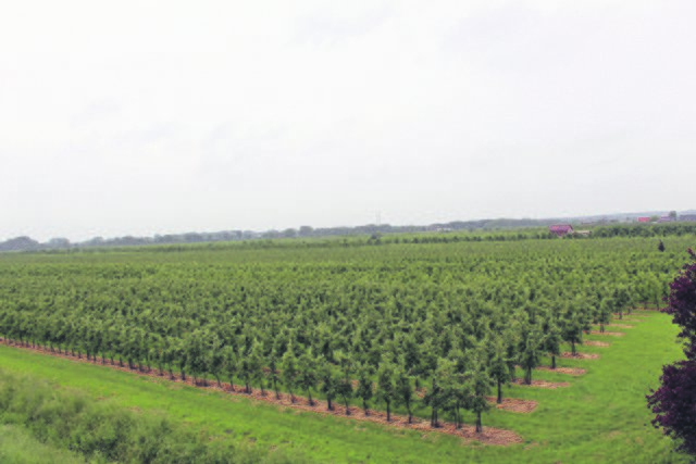 Traumhaft: Der Blick auf die Obstplantagen | Foto: tk