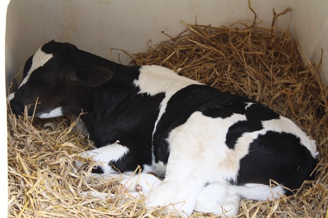 Dieses niedliche Kälbchen ließ sich vom Trubel nicht aus der Ruhe bringen