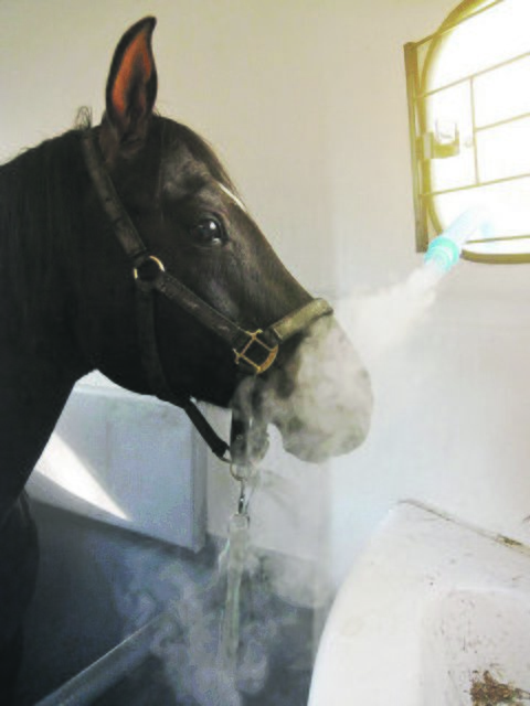 Wellness für Ihr Pferd – wie ein Urlaub am Meer | Foto: skp design