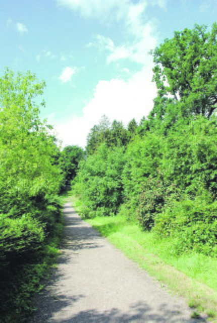 Bunte und vielfältige Natur: Auch das ist der Waldfriedhof in Buxtehude