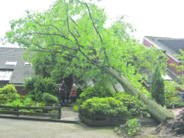 Im Reiherhorstweg in Maschen stürzte ein Baum auf ein Wohnhaus. Menschen wurden dabei zum Glück nicht verletzt