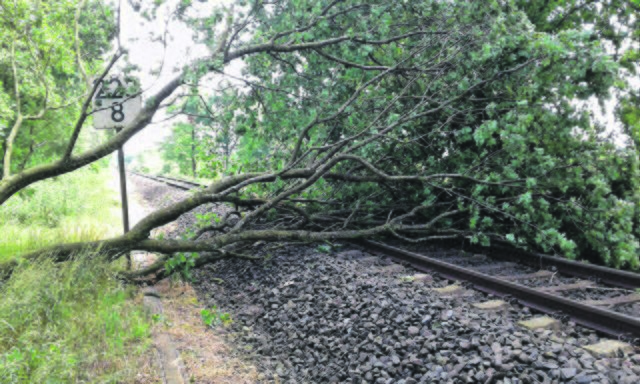 Umgestürzter Baum auf dem Gleis | Foto: Feuerwehr Burweg