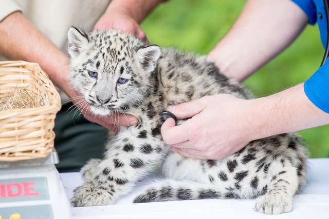 Geduldig lässt ein Schneeleoparden-Mädchen die Untersuchung über sich ergehen. Hier wird der Herzschlag überprüft | Foto: Wildpark/Thomas Ix