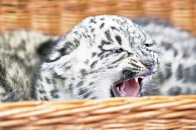 Kein Zweifel: Die kleine Schneeleopardin wird einmal eine große Raubkatze | Foto: Wildpark/Thomas Ix