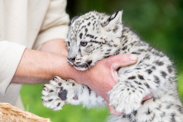 Auch wenn es noch Babys sind: Vor den Krallen der zwei Monate alten Katzen muss man sich in Acht nehmen | Foto: Wildpark/Thomas Ix