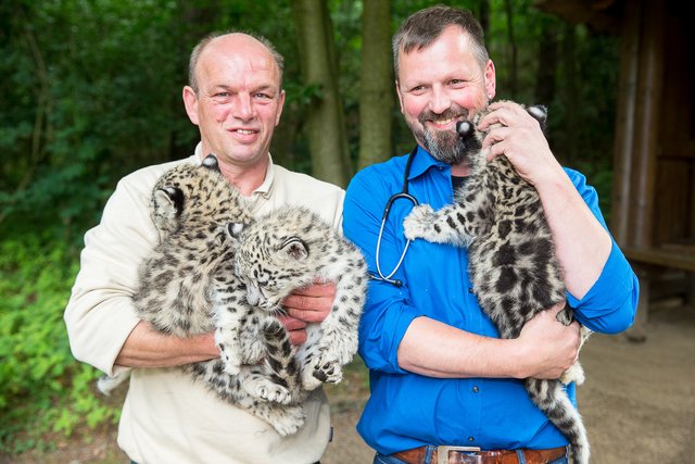 Auch für einen erfahrenen Tierarzt nicht alltäglich: Jörg Kaling (re.) und Jens Pradel mit den prächtigen Schneeleoparden-Katzen. | Foto: Wildpark/Thomas Ix