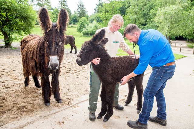 Auch Poitou-Eselfohlen "Hermann" muss untersucht werden und erhält einen mit dem Chip seinen eigenen "Personalausweis" | Foto: Wildpark/Thomas Ix