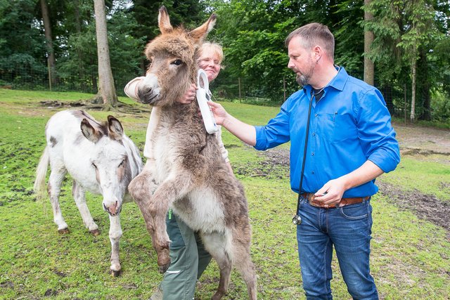 Mit einem Lesegerät überprüft Tierarzt Jörg Kaling, ob der Chip unter der Haut des Zwergesels lesbar ist. Alexandra Urban hat alle Hände voll zu tun, den quirligen Esel zu bändigen | Foto: Wildpark/Thomas Ix