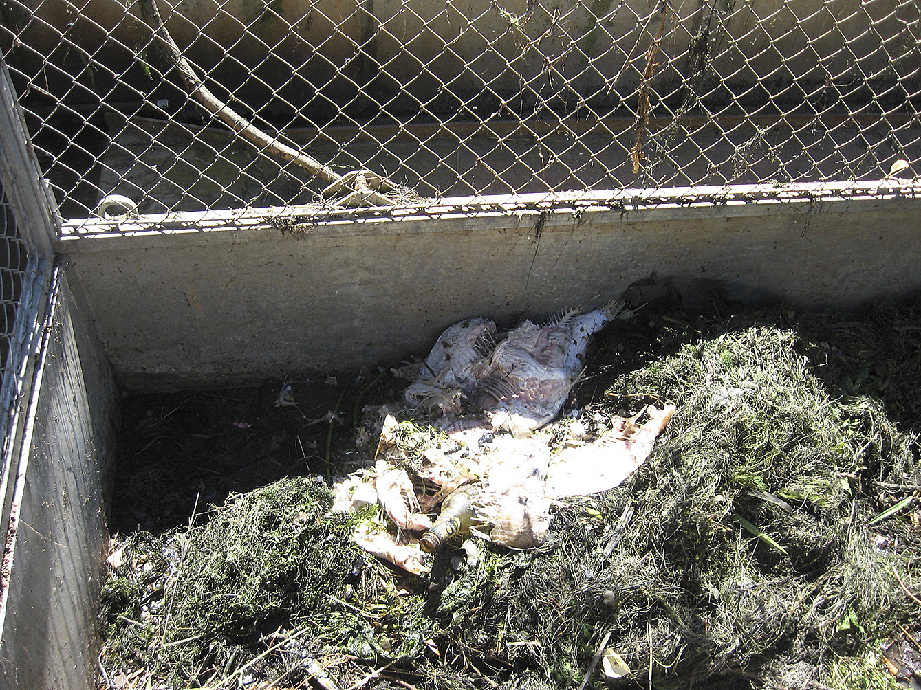 Weggeworfene Fischreste in einem offenen Behälter