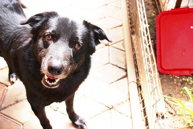 Nero sucht dringend ein neues Zuhause | Foto: Glücksnasen