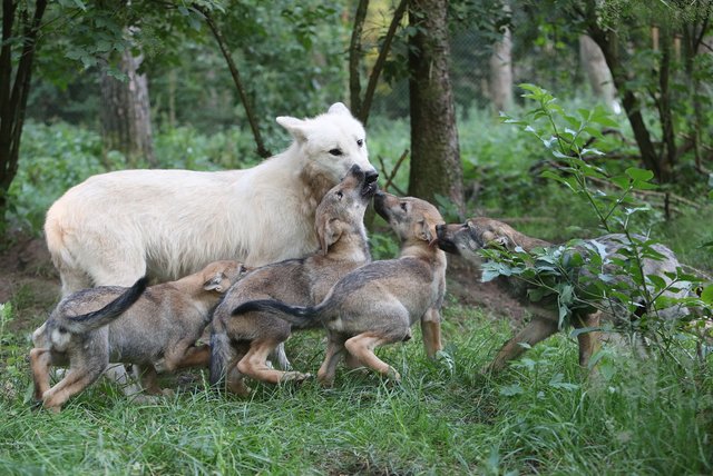 Polarwölfin "Nitika" macht sich prächtig als Nanny für "Kolja", "Vasja", "Petja" und "Mischa" und hat ordentlich zu tun | Foto: Tanja Askani