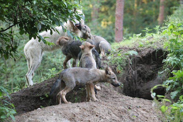 Die bestehenden künstlichen Höhlen waren Polarwölfin "Nitika" nicht gut genug. Eine neue Erdhöhle als Kinderstube musste her | Foto: Tanja Askani