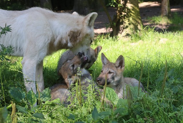 Obwohl es das erste Mal ist, dass sie mit Welpen in Berührung kommt, weiß Polarwölfin "Nitika" instinktiv, was sie zu tun hat und kümmert sich liebevoll um die Grauwolf-Kinder | Foto: Tanja Askani