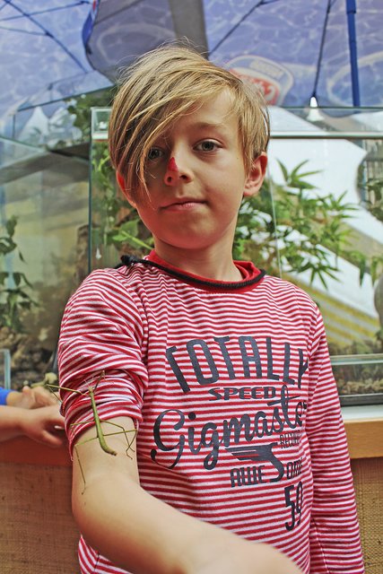Leon lässt mutig eine Stabschrecke auf seinem Arm herumspazieren