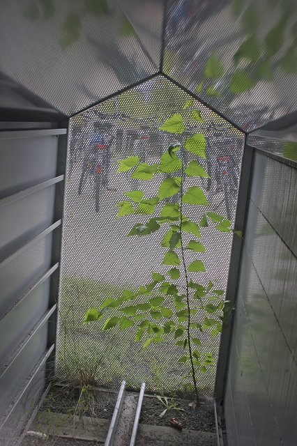 Kein Fahrrad, aber schönes Grün: eine Box am Bahnhof