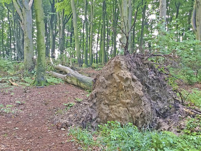 Einige Buchen sind bereits umgestürzt   Foto: LK Stade/H. Bergmann