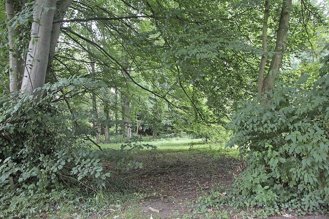Das Steinmetz-Wäldchen