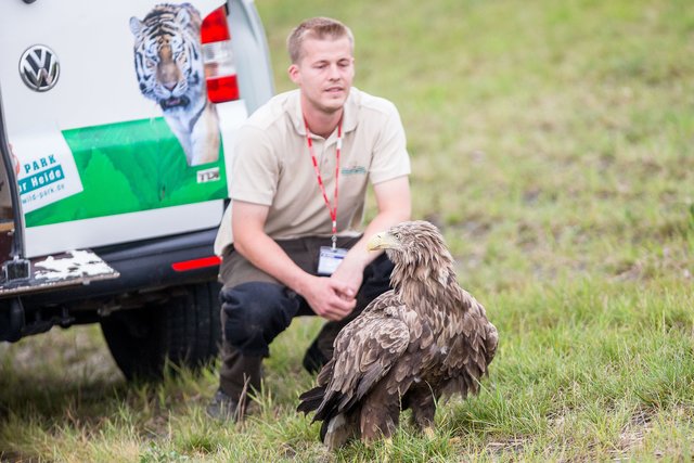 Das Seeadler Weibchen muss erst die Lage abchecken