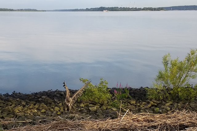 Im Außenbereich des Airbus-Werkes in Hamburg Finkenwerder direkt an der Elbe wurde das verletzte Seeadler-Weibchen entdeckt