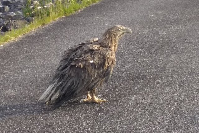 Der Vogel war völlig entkräftet und apathisch und konnte aus eigener Kraft nicht mehr fliegen.