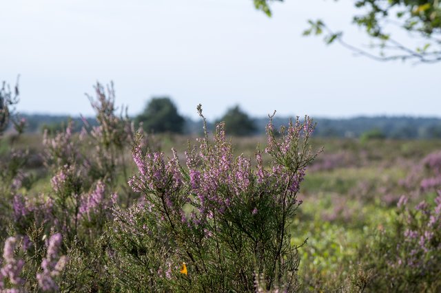 Foto: Dieter Rabenstein