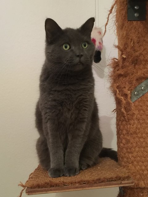 Kater Oscar: Unbekannte entsorgten seinen Kadaver in einem Abfalleimer | Foto: Walter Neumann privat