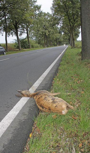 Im Herbst steigt die Zahl der Wildunfälle wie hier an der viel befahrenen B74