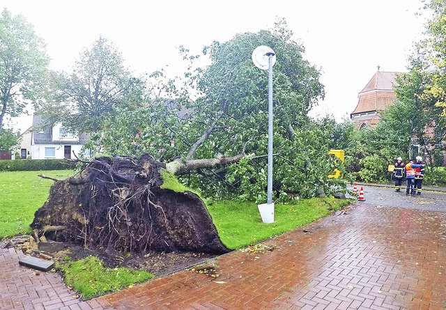 Entwurzelter Baum in Steinkirchen | Foto: Uwe Lutz