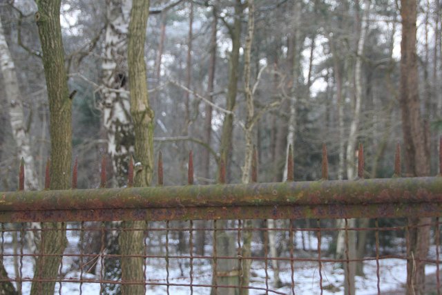 Ein mit Eisenspitzen besetztes Tor gehört auch zu der Zaunkonstruktion am Waldrand