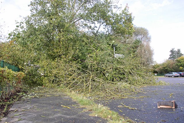 Am Kindergarten im Altländer Viertel in Stade wehte dieser Baum um