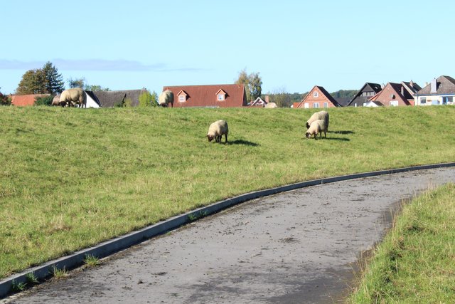 Nur Schafe sind auf Deichen gern gesehen und sogar wichtig, weil sie die Grasnarbe fest treten