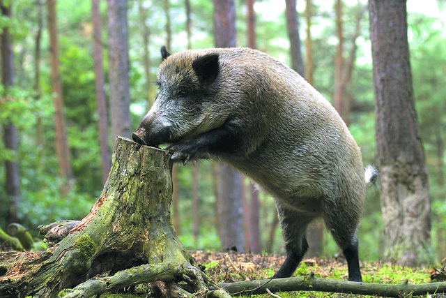 Wildschweine sind im Wald willkommen, auf Privatgrundstücken sind sie nicht gern gesehen