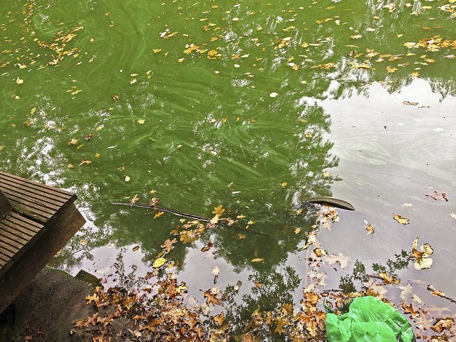Der Teich im Rathauspark gibt oft kein schönes Bild ab | Foto: Nicole Manderscheid