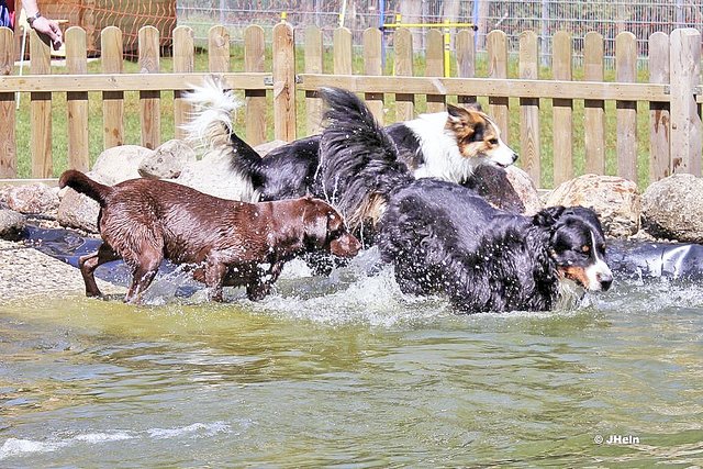 Der Hundeteich war eine der wichtigsten Investitionen des Tierheims | Foto: archiv / Hein