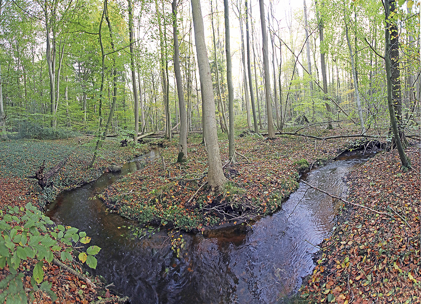 Idyllisch schlängelt sich ein Bach durch den Hahnenhorst Foto: jd