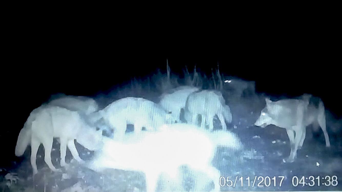 Die Wildkamera eines Jägers hat zehn Wölfe gefilmt Fotos: privat